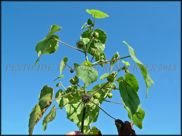 Plant