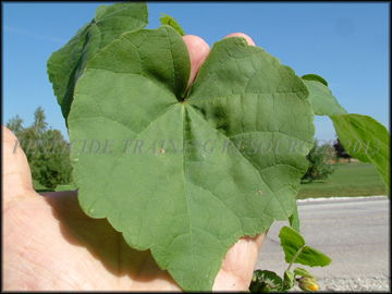 Leaf