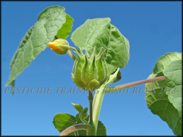 Seed Capsule