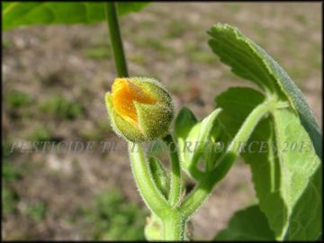 Unopen Flower
