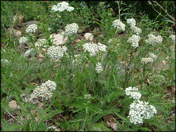 Plants