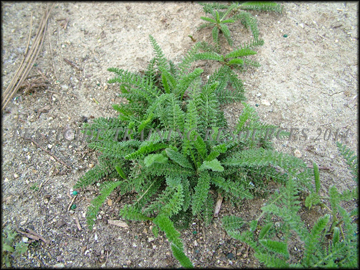 Small Plants