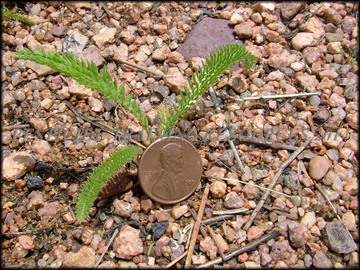 Small Plant