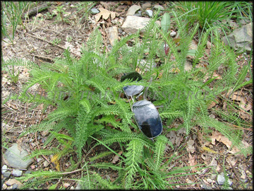 Plants