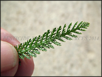Leaf
