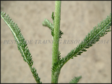 Stem