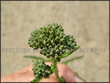 Flower Buds