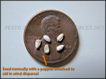 Seed