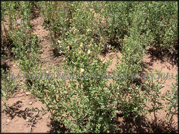 Flowers and Foliage