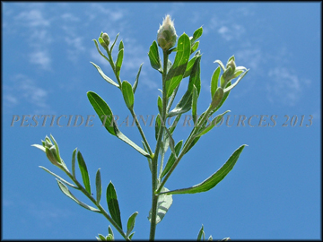 Foliage and Flower Buds