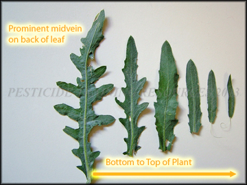 Leaves