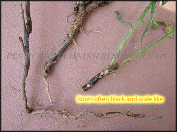 Roots