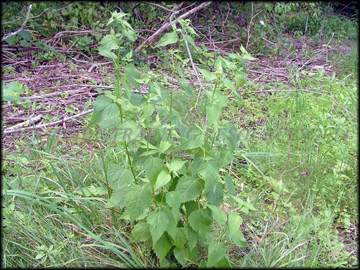 Plant