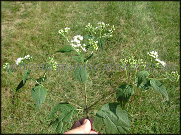 Foliage