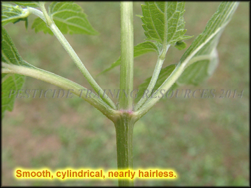 Stem