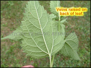 Bottom of Leaf
