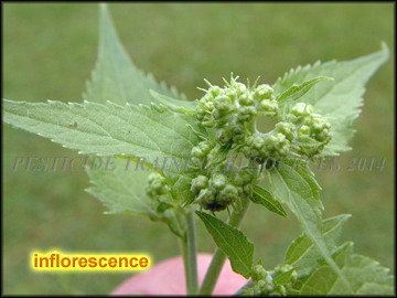 Flower Buds