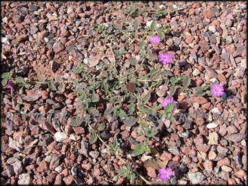 Plant and Flowers