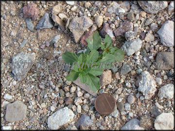 Seedling
