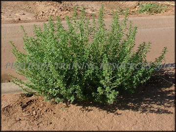 Plant