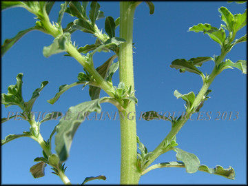 Seed in leaf axil