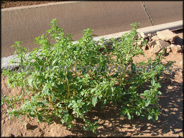 Plant
