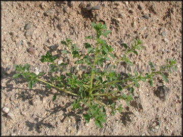 Small Plant
