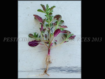 Small Plant