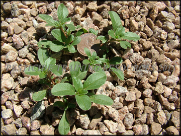 Seedling