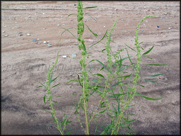 Plant