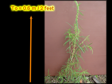 Inflorescence in Axils