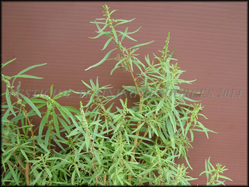Foliage