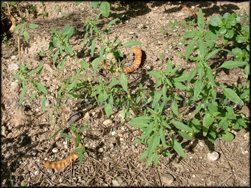 Plants