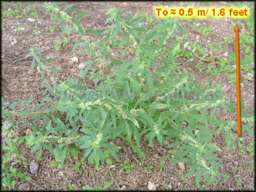 Plant