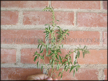 Plant