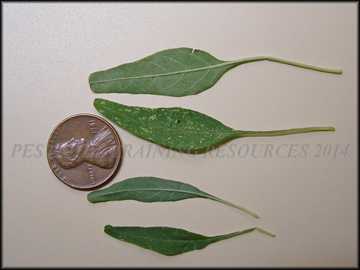 Leaves