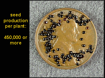 Seed