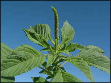 Foliage