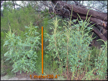 Mature Plants