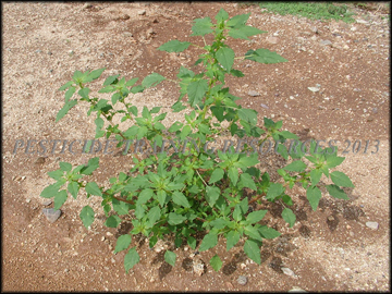 Plant