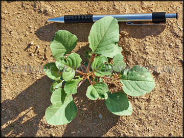 Seedling