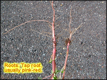 Stem