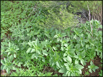 Small Plants