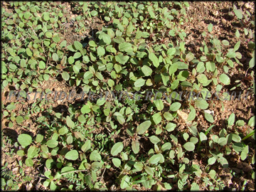 Seedlings