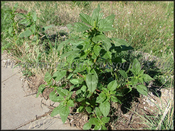 Plant