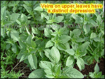 Foliage