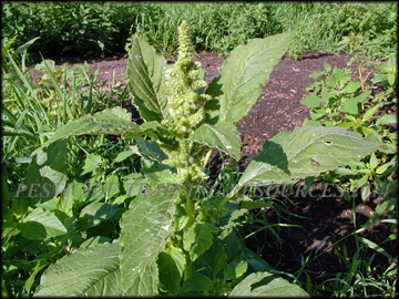 Plant