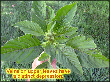 Foliage