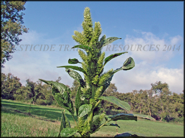 Foliage
