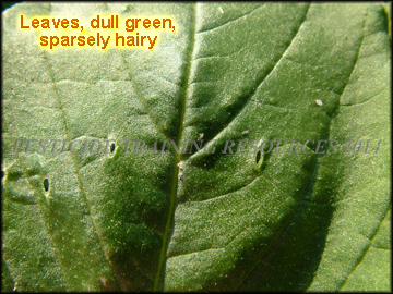 Top of Leaf